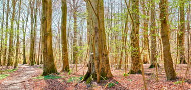 Por qué es una buena idea decorar los muebles de tu oficina de color haya