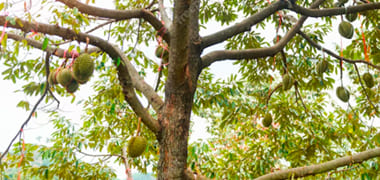 Color madera castaño