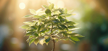 Plantas en la Oficina: Descubre Sus Sorprendentes Beneficios